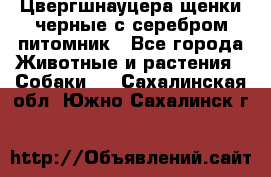 Цвергшнауцера щенки черные с серебром питомник - Все города Животные и растения » Собаки   . Сахалинская обл.,Южно-Сахалинск г.